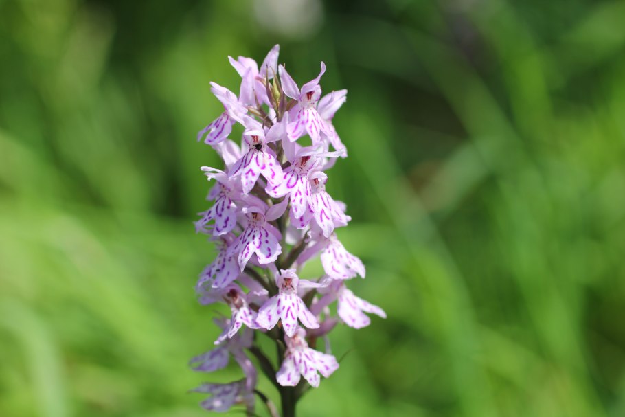 Пальчатокоренник Майский (Dactylorhiza Majalis)
