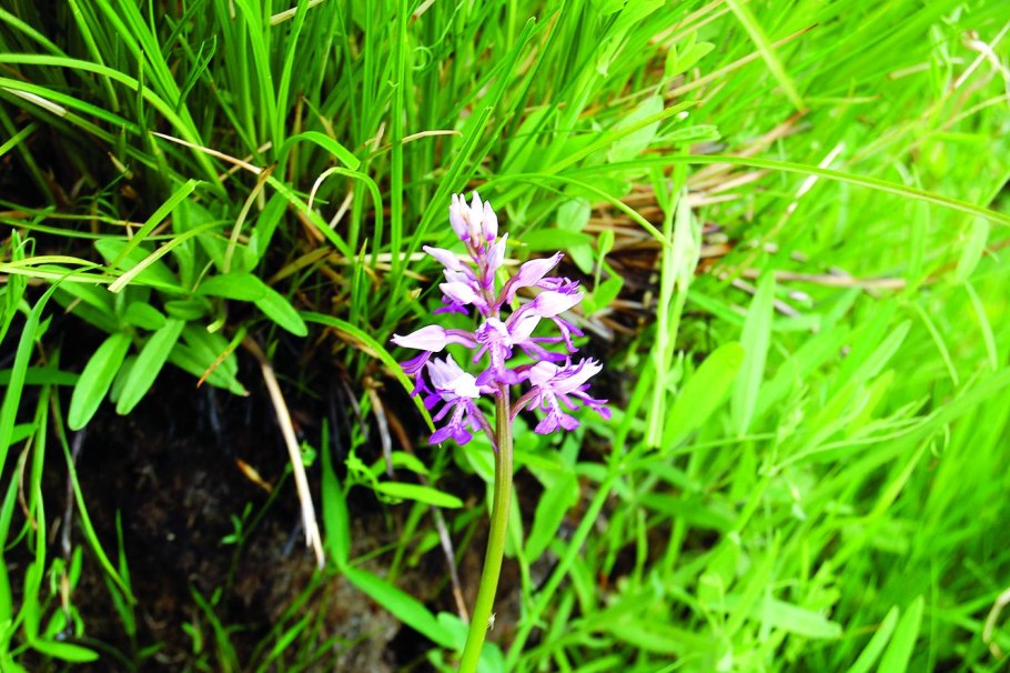 Ятрышник шлемоносный (Orchis militaris),