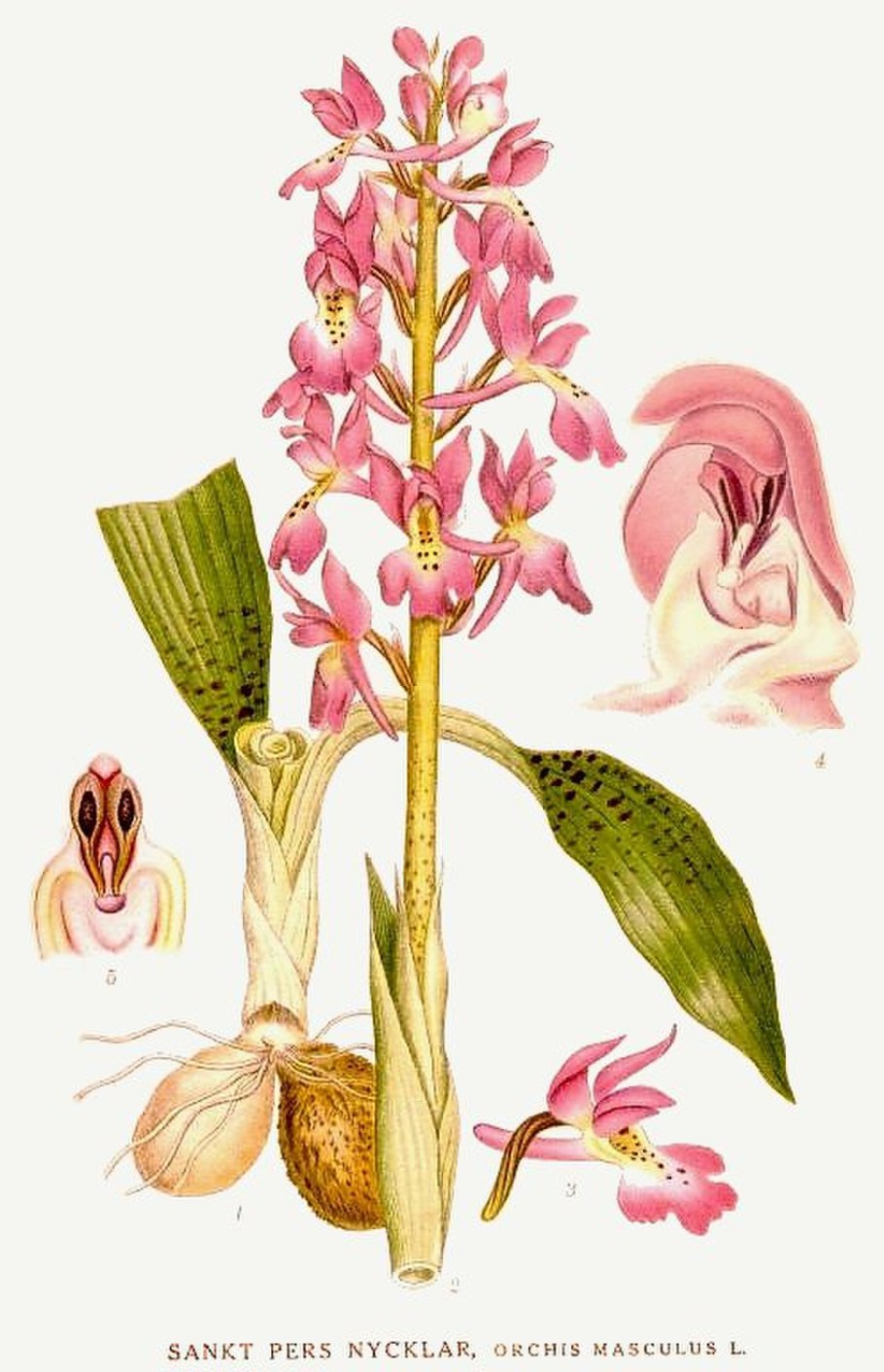 Dactylorhiza maculata