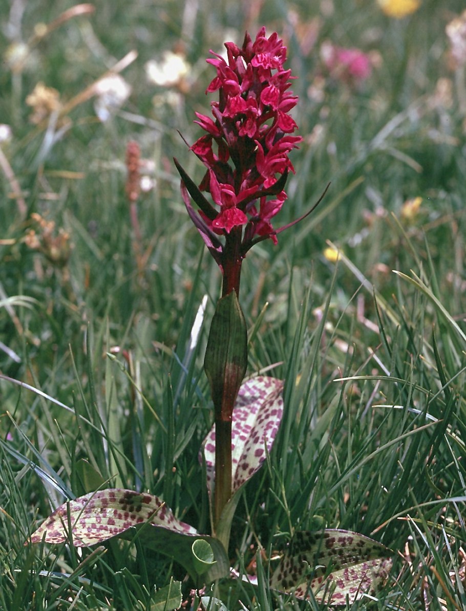 Ятрышник шлемоносный (Orchis militaris),