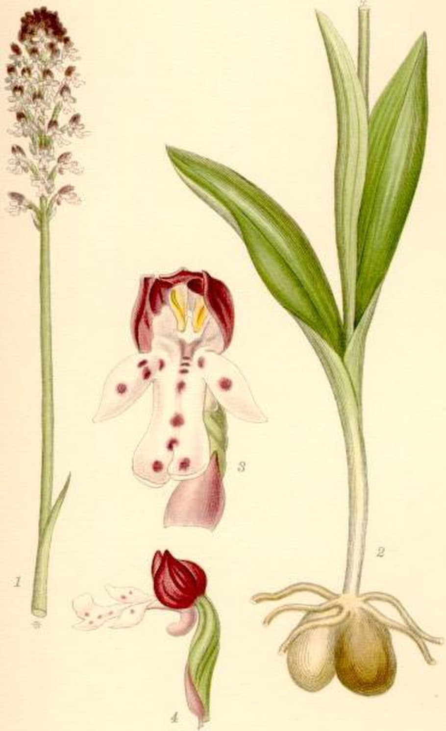 Ятрышник шлемоносный (Orchis militaris),