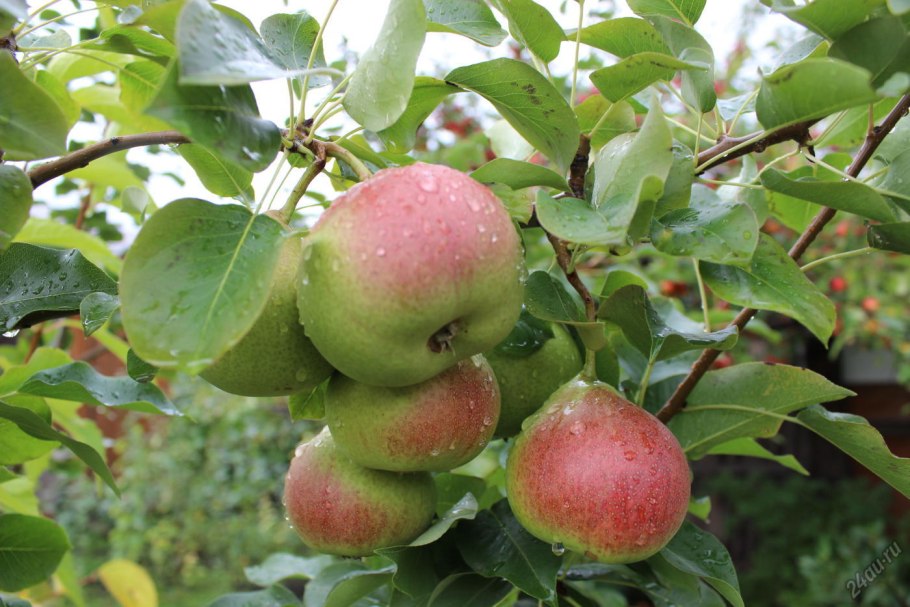 Колоновидные яблони президент