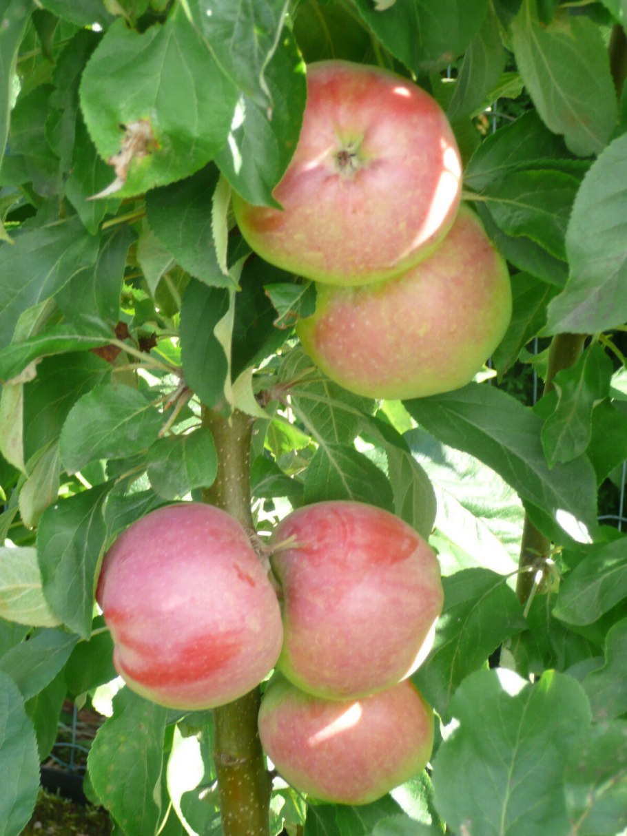 Яблоня колоновидная Телеймон
