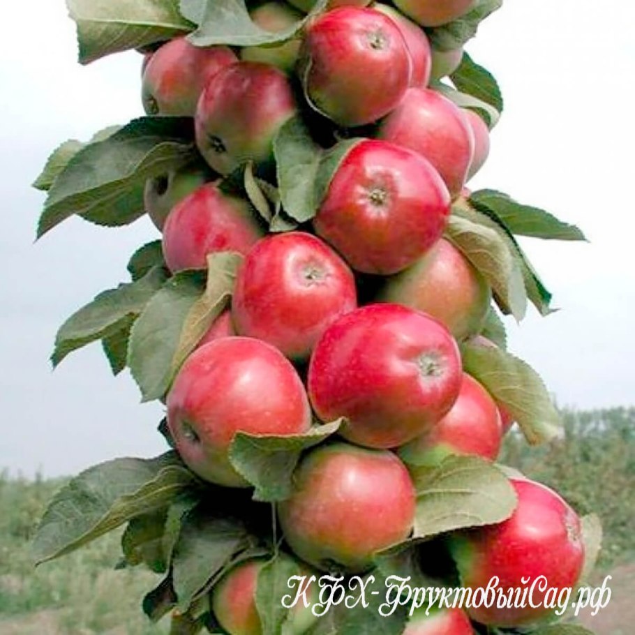 Яблоня колоновидная чёрный Магнат