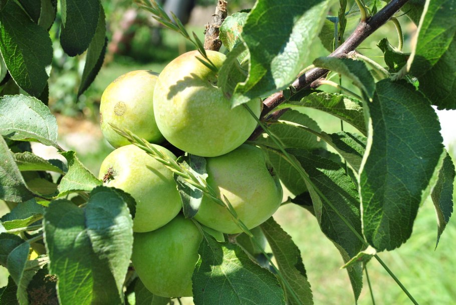 Колоновидные яблони президент