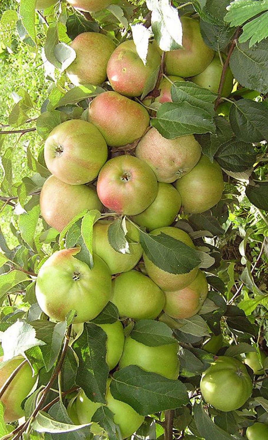 Яблоня колоновидная президент