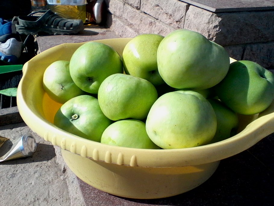 Яблоня колоновиднаявасюган