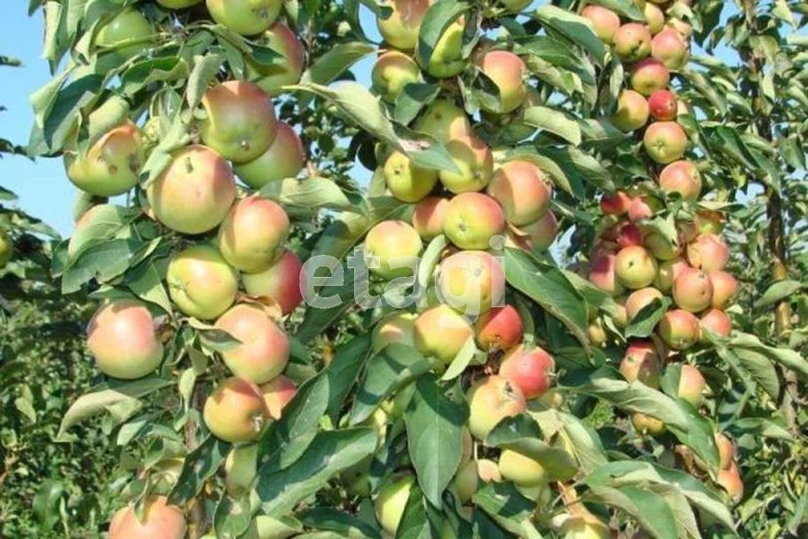 Колоновидная яблонямежок