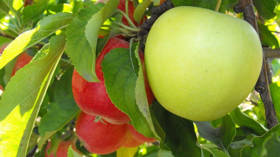 Корнет яблоня колоновидная