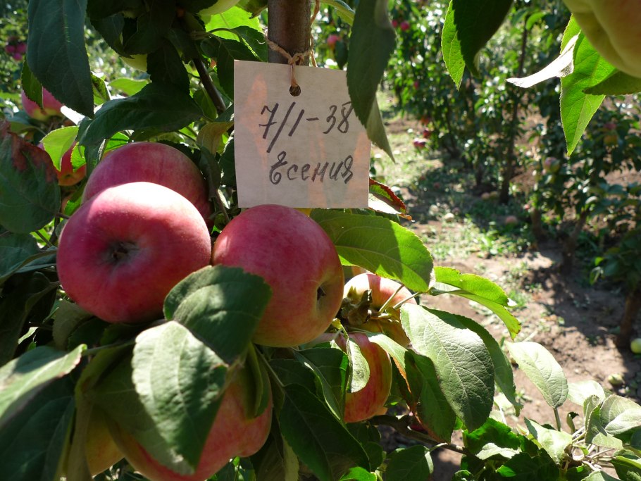 Яблоня колоновидная Медок