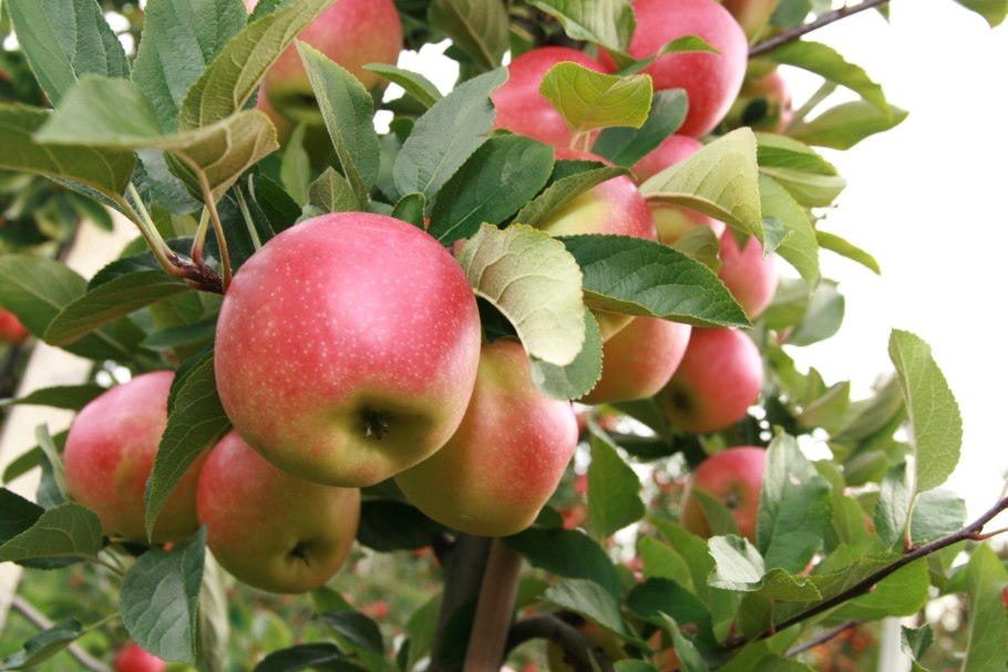 Яблоня колонновидная Есения