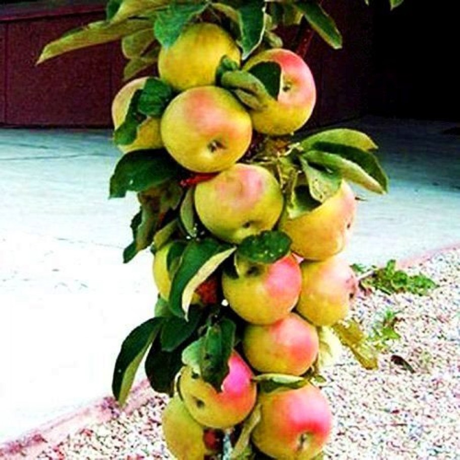 Яблоня колоновидная медо