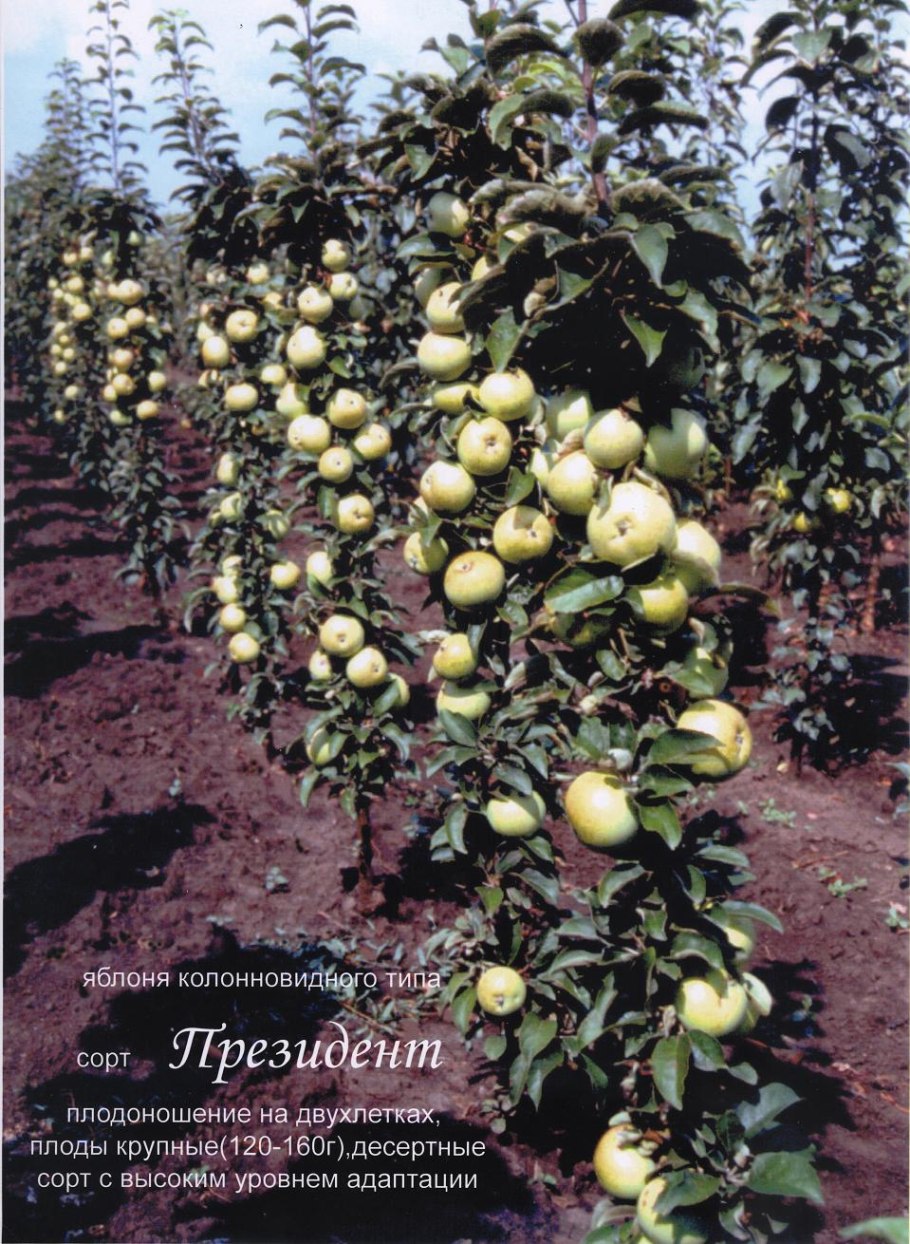 Яблоня колонновидная Арбат