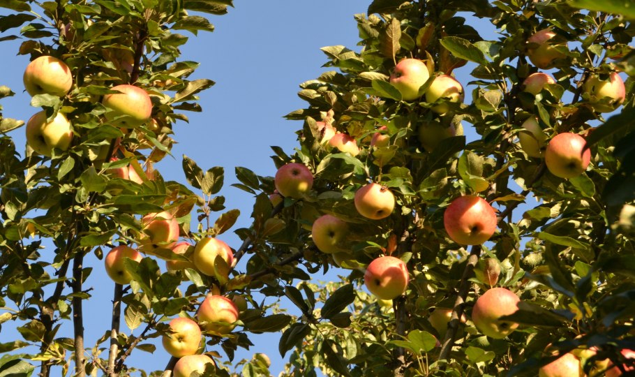 Яблоня колоновидная Малюха