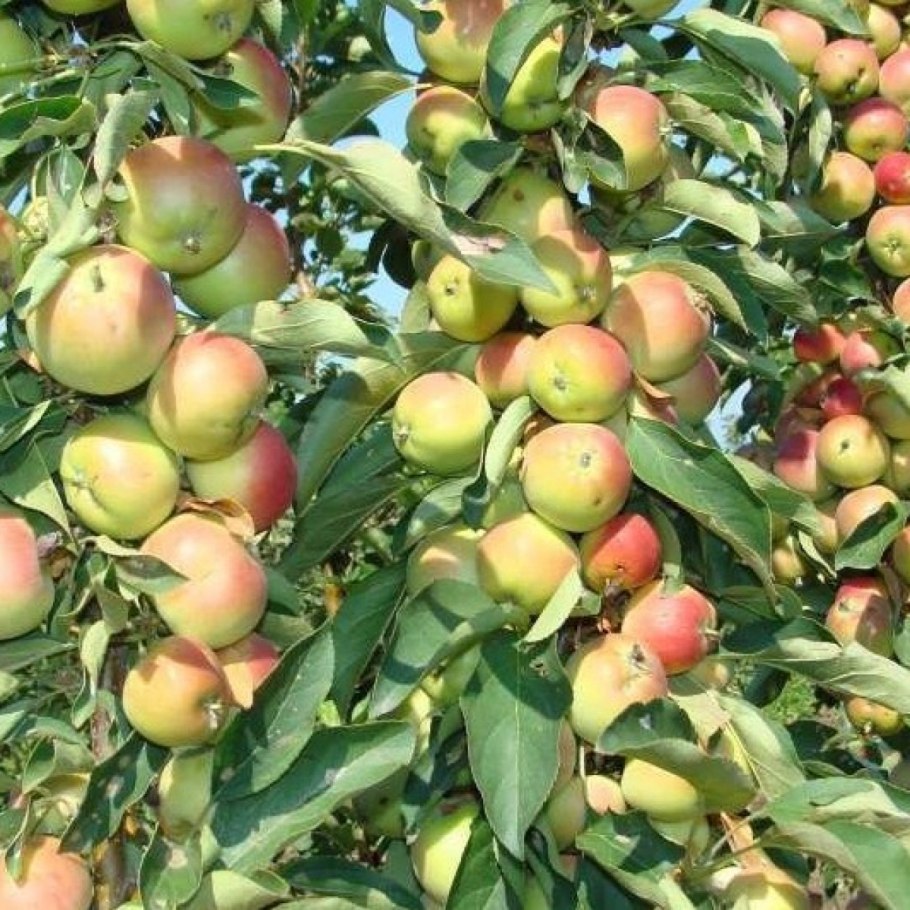Яблоня колоновидная Трайдент