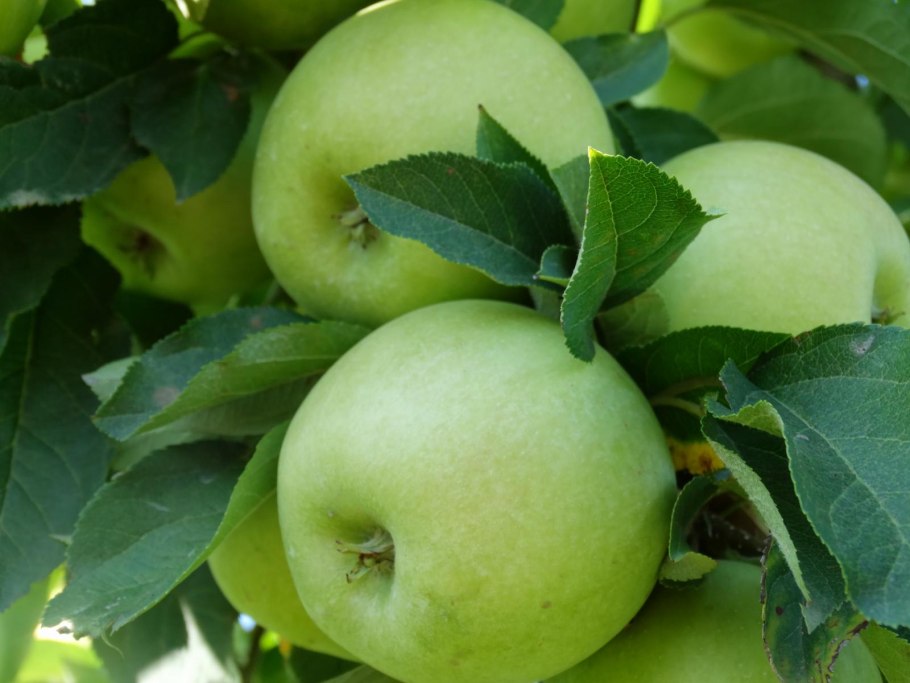 Яблоня колоновидная Приокское