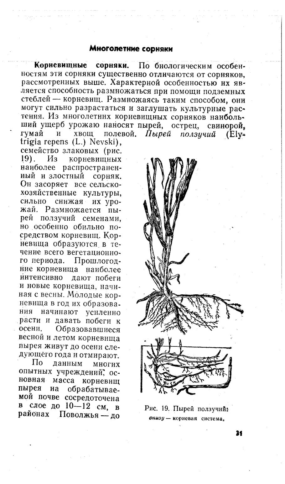 Корневище пырея схема