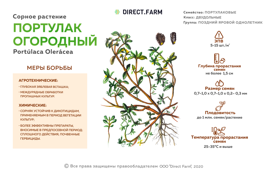 Сорняк портулак гербицид