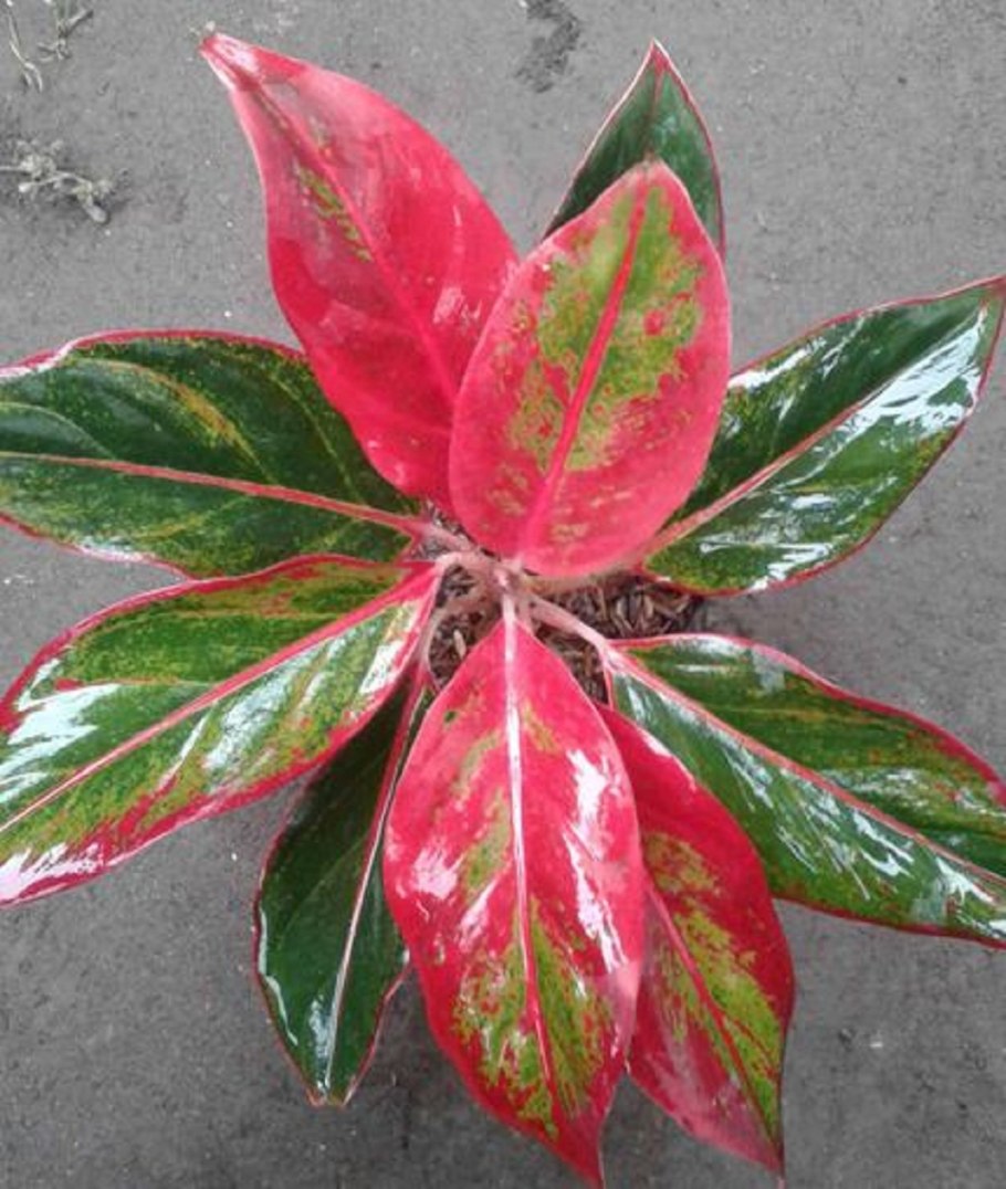 Аглаонема циркон