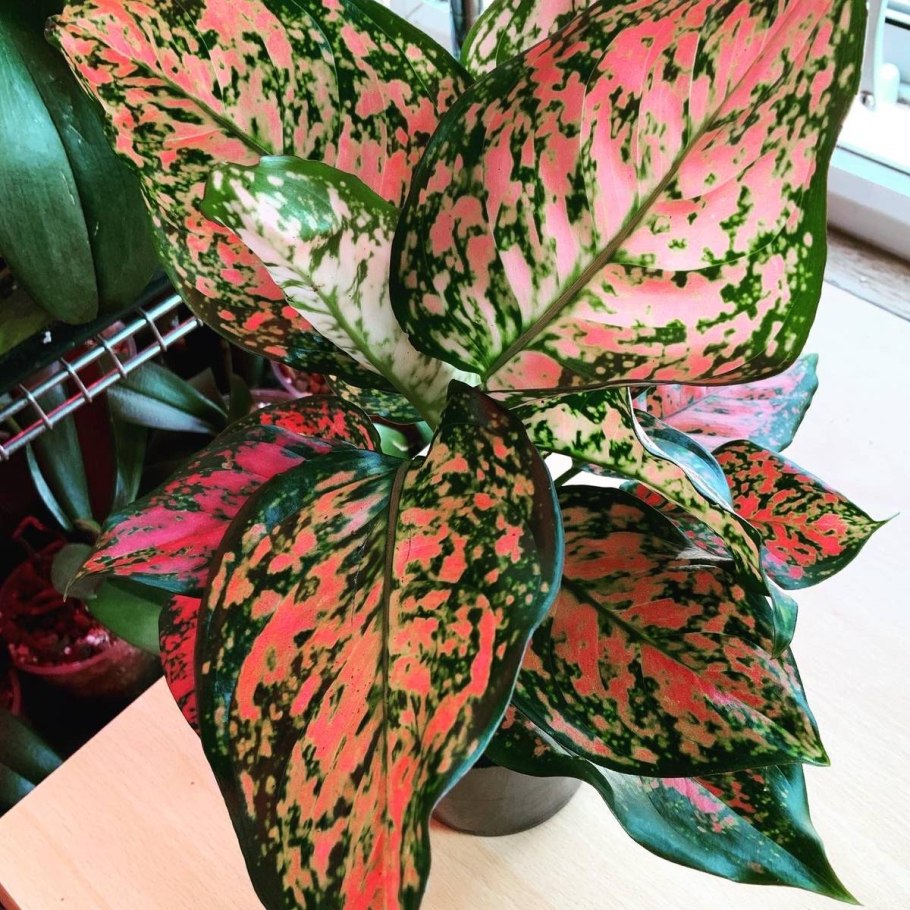 Аглаонема ред Валентайн