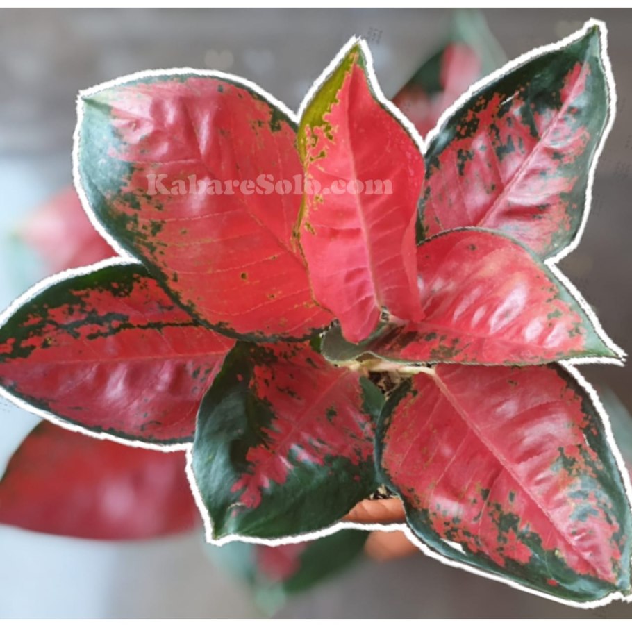 Аглаонема Блэк Перл