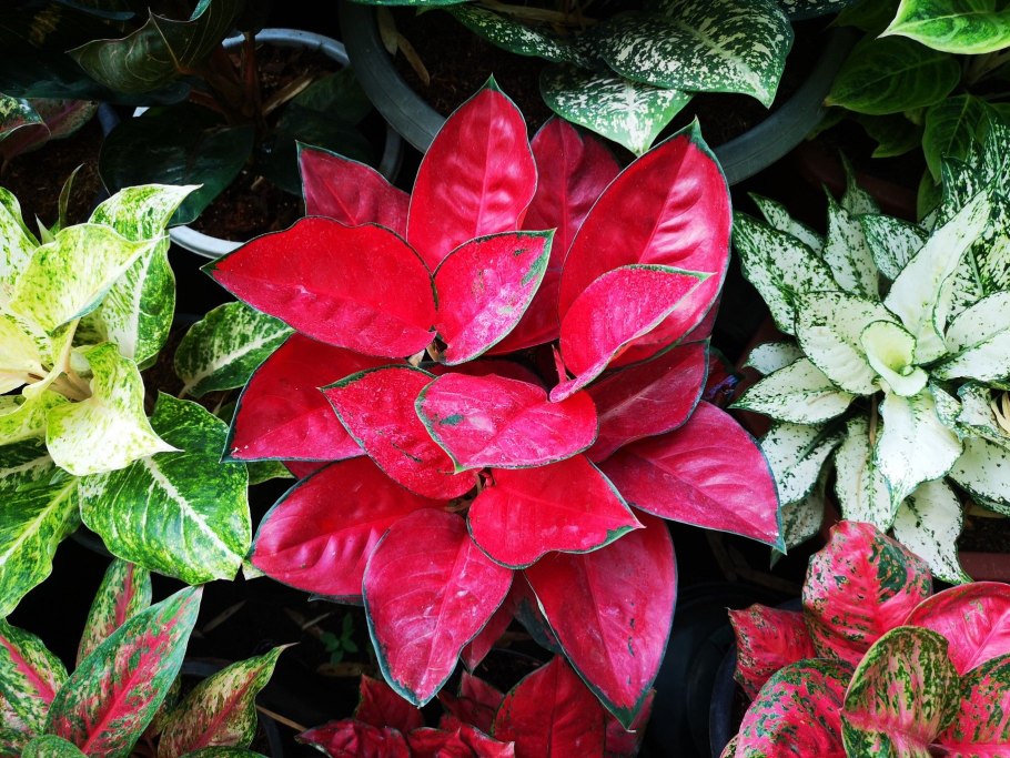 Аглаонема Солид ред