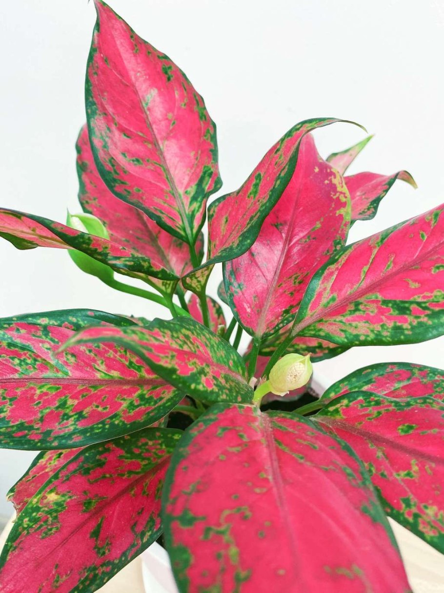 Аглаонема маранта