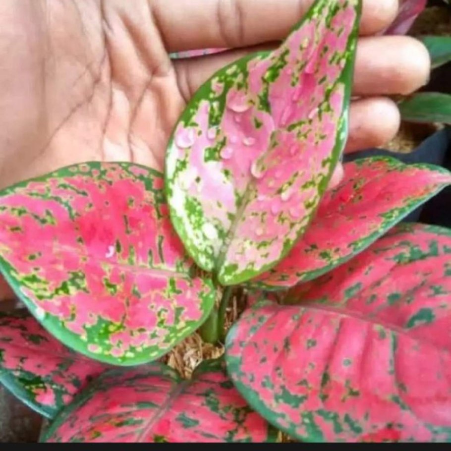 Аглаонема Анимани ред