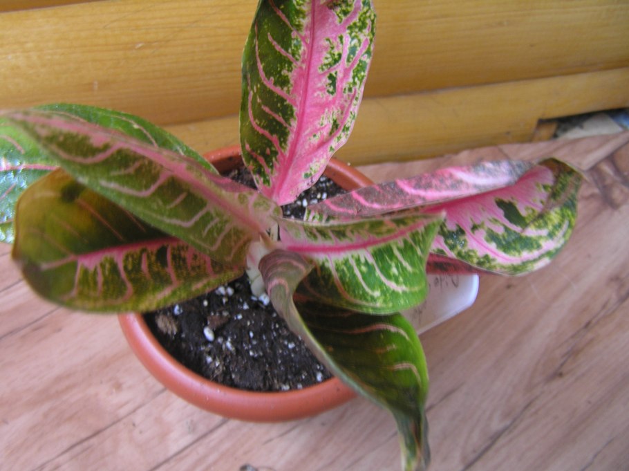 Аглаонема Red sabmongkhol