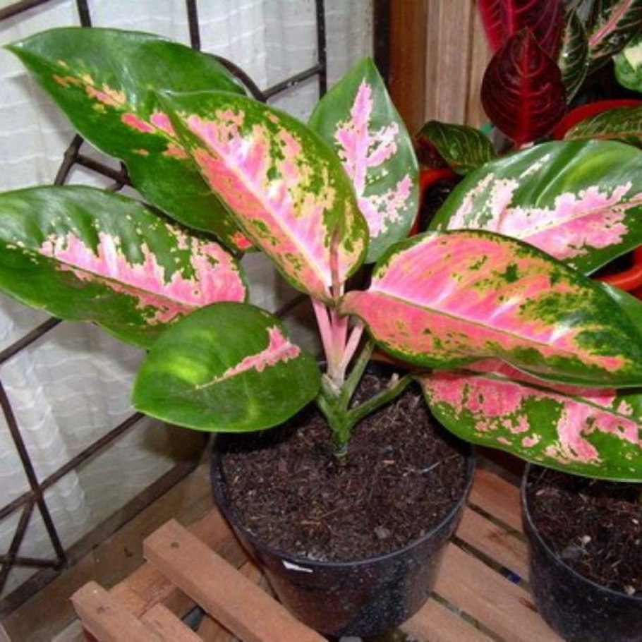 Аглаонема Тутанхамон