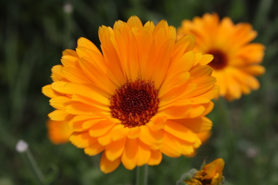 Календула, ноготки, Calendula