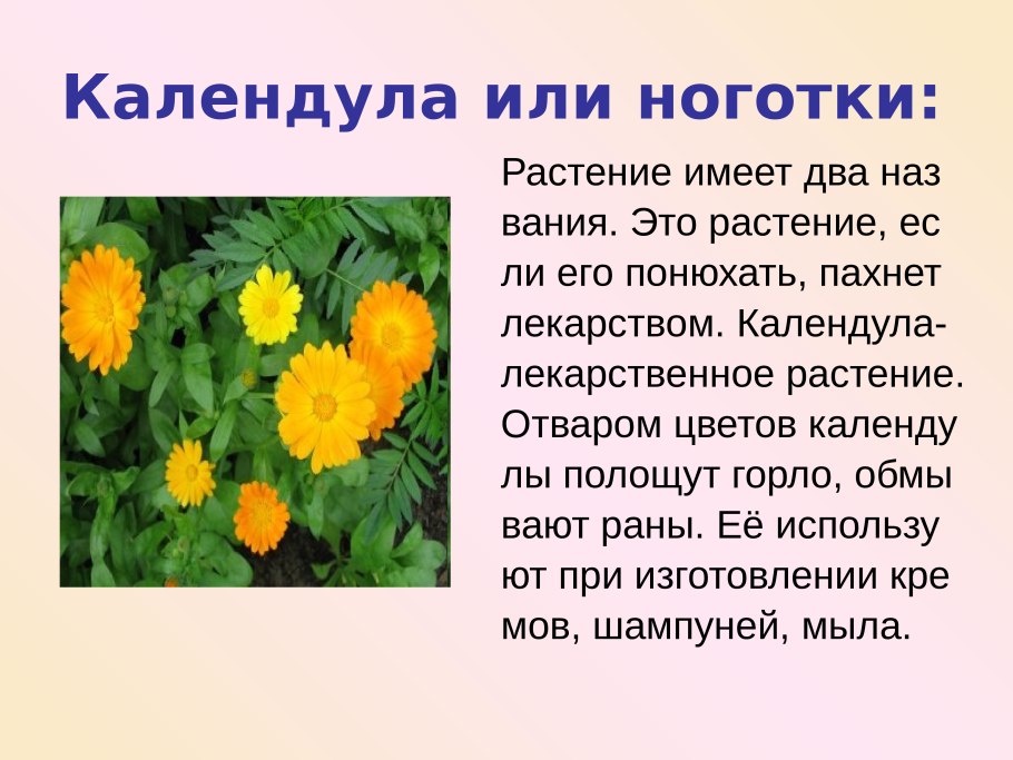 Цветочки календулы