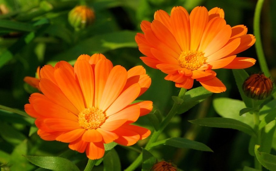 Calendula officinalis (календула лекарственная, ноготки)