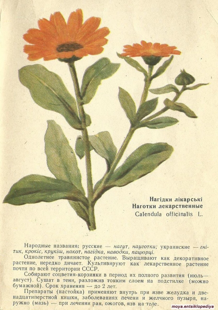 Календула трава для нервной