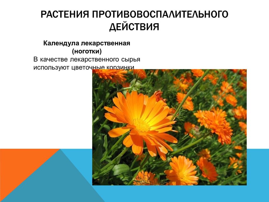 Календула семейство