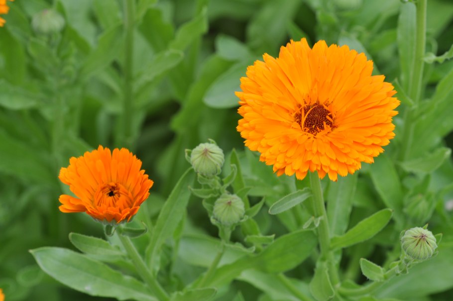 Календула лекарственная (Calendula officinalis)