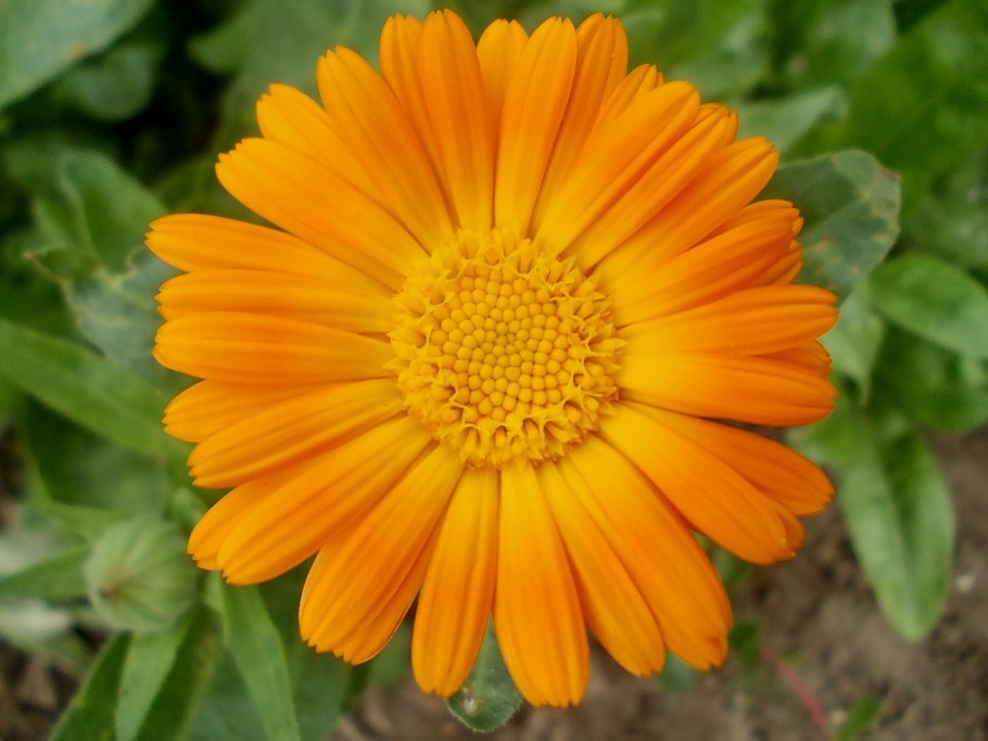 Календула лекарственная (Calendula officinalis)