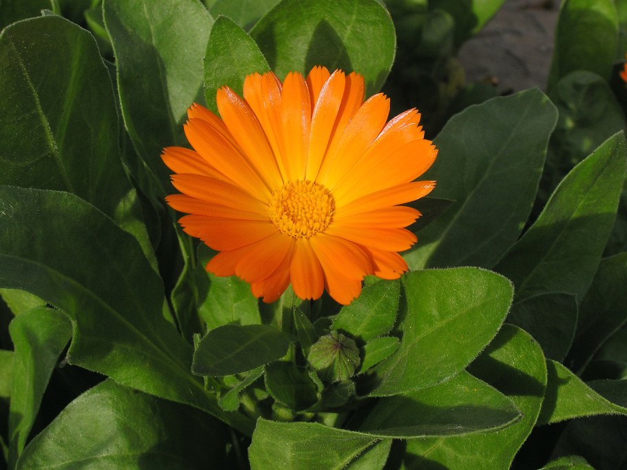 Календула лекарственная (Calendula officinalis)