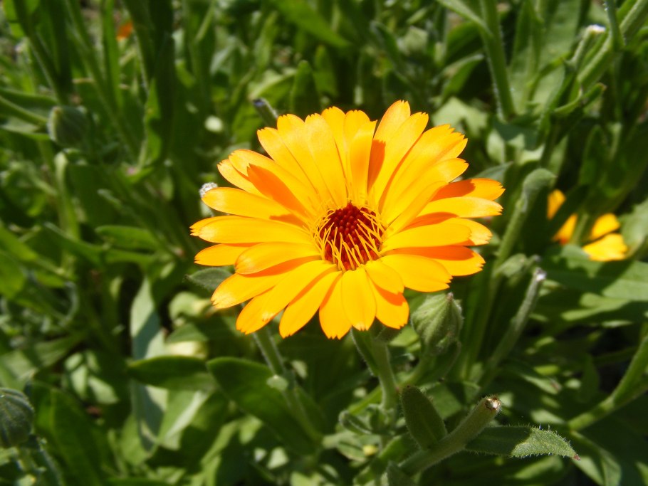 Calendula officinalis цветки