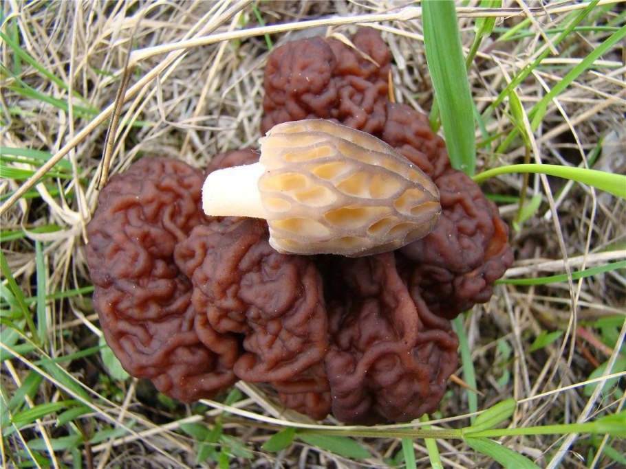 Сморчок и строчок