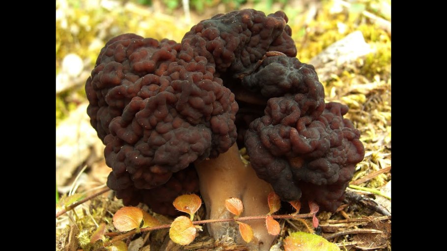 Строчок обыкновенный ядовитый гриб