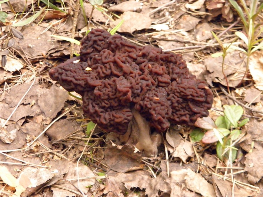 Осенний сморчок строчок ядовитый