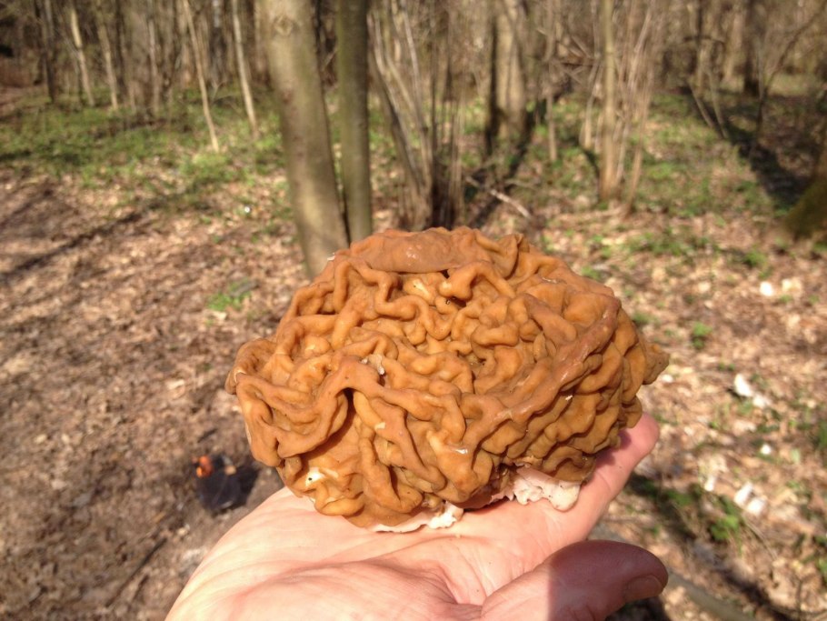 Сморчок гигантский