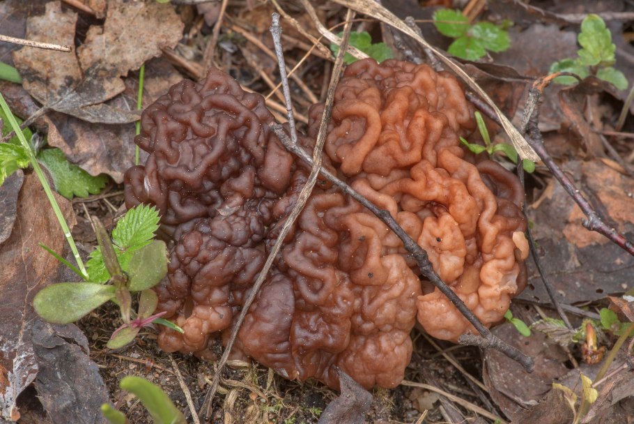 Строчок гигантский и обыкновенный