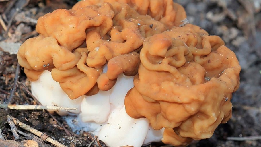 Гриб строчок