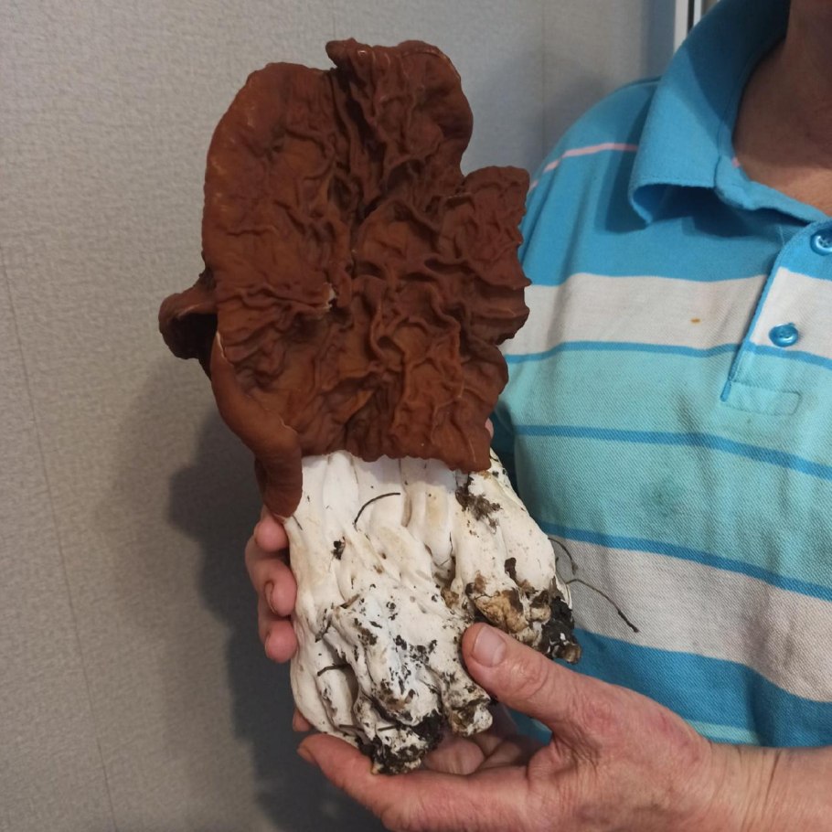 Строчок обыкновенный и строчок гигантский