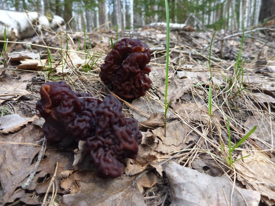 Сморчки короткобрюхие