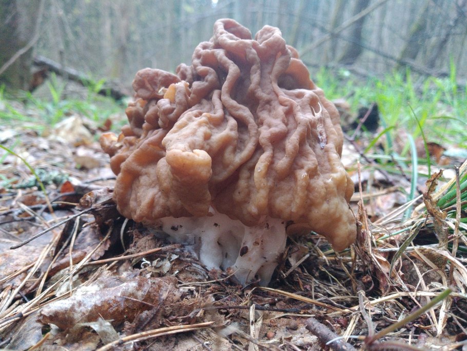 Gyromitra esculenta