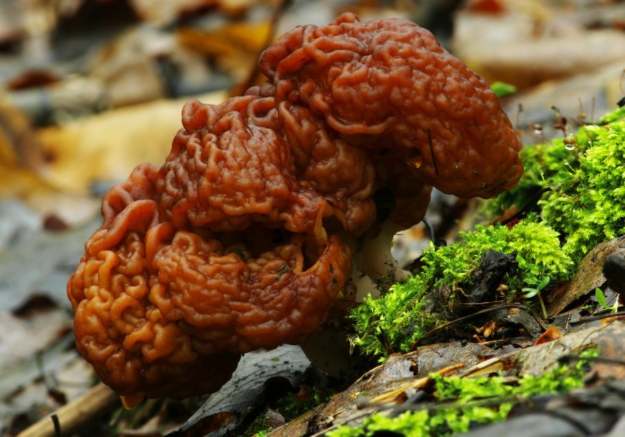 Обыкновенный строчок (Gyromitra esculenta)