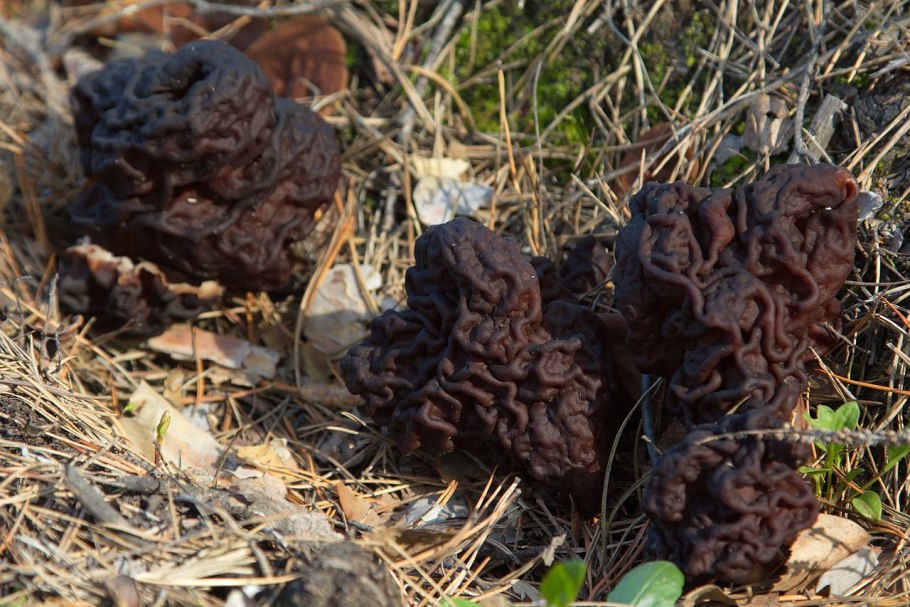 Гиромитра эскулента